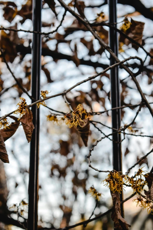 some leaves that are sitting on a tree nch