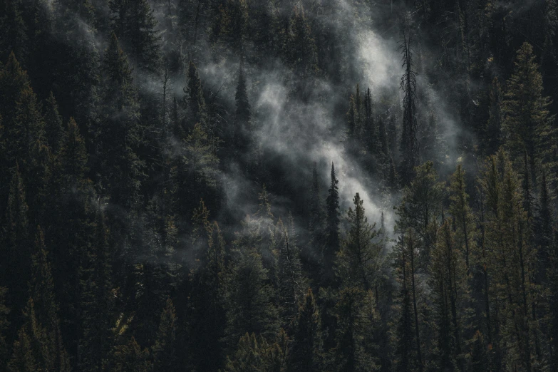 the dark woods and clouds are visible above them