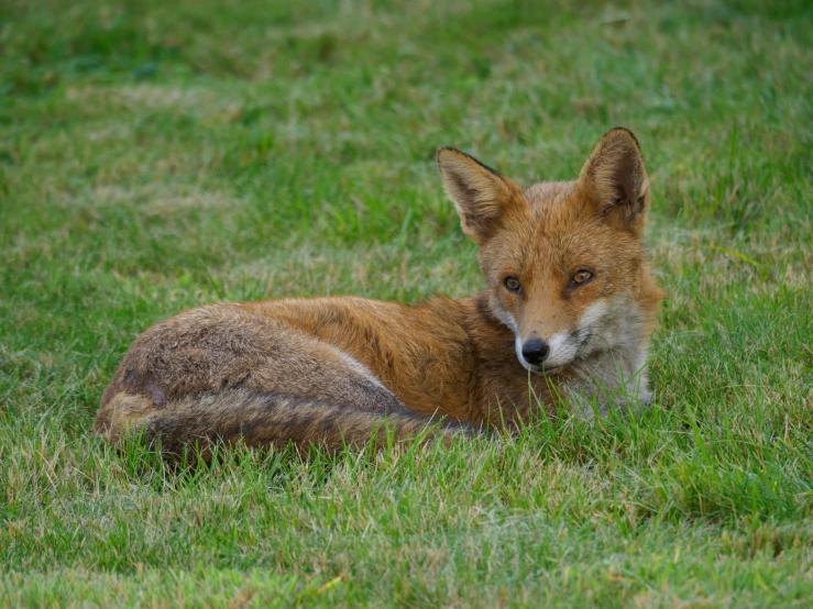 a red fox laying in the grass looking at the camera