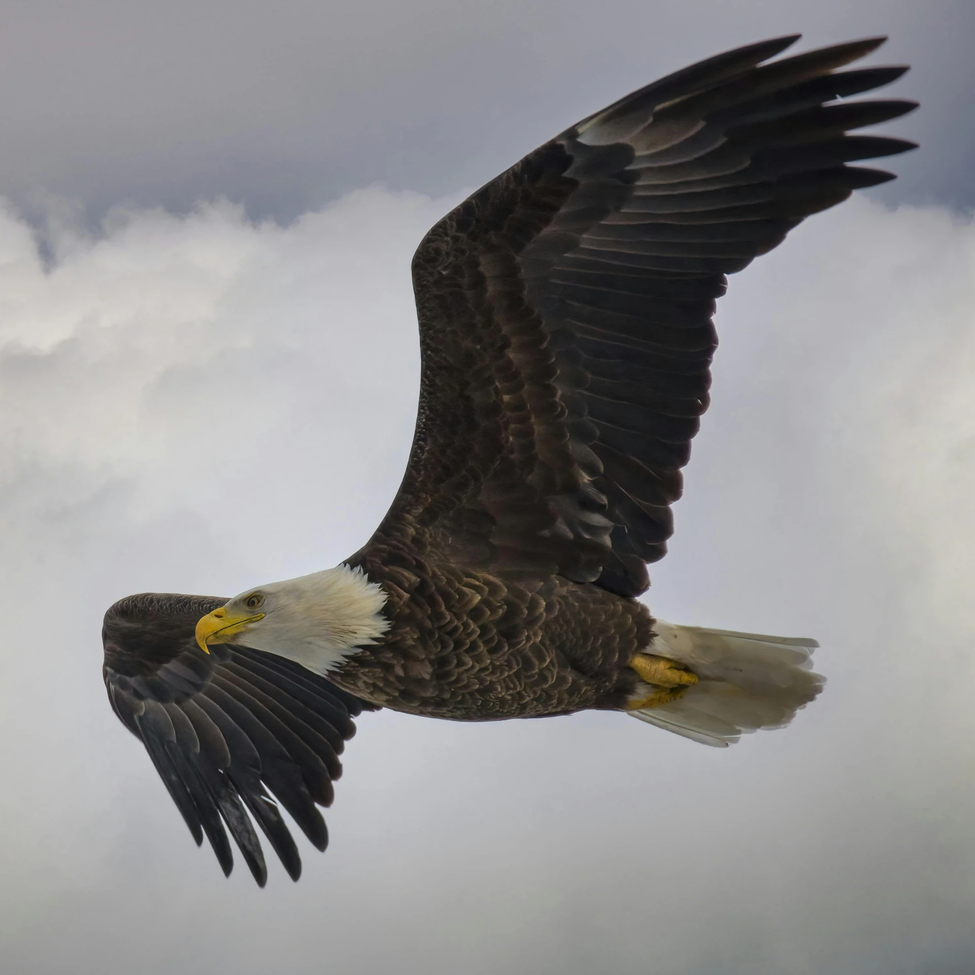 an eagle is flying through the air