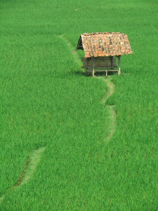 green fields with one small hut in the middle