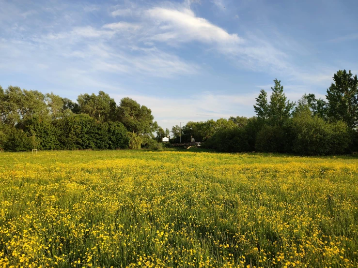 a field that has flowers in the grass and some trees