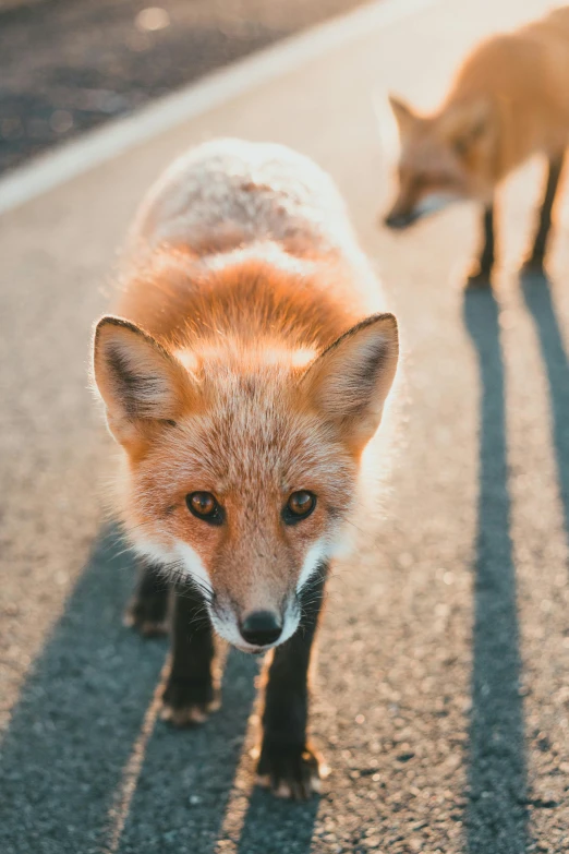 the two small foxes are standing together outside