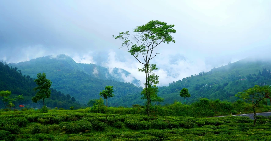 green land with tall, slender trees in the foreground