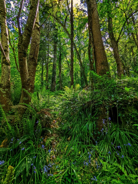 bluebell flowers blooming in the woods near the edge of a wooded area