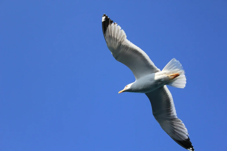 a bird flying in the sky with it's wings spread