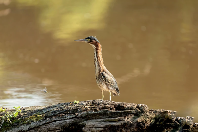 a small bird with an odd head standing on a rock in the water