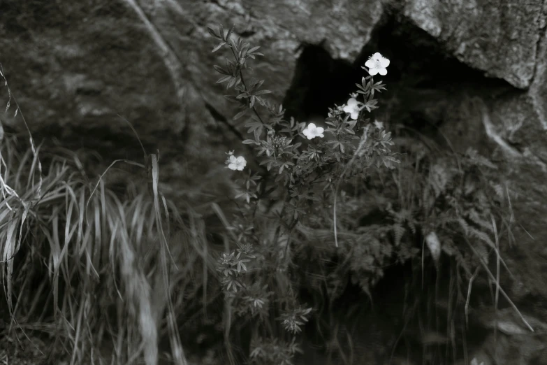 black and white po of flowers against a rock face