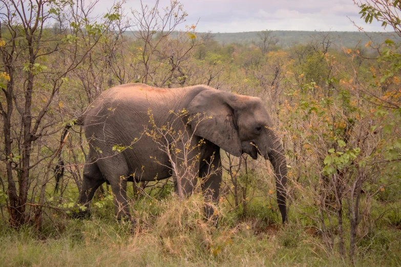 an elephant walks through some brush in the wild