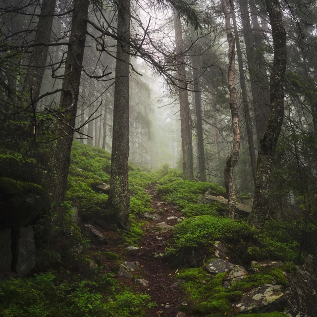 an open, dense forest on a foggy day