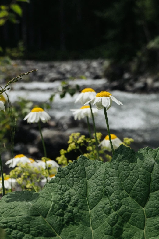 several white daisies are growing next to a river