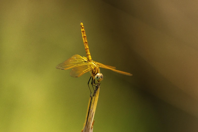 a close up of a single flower on the stalk