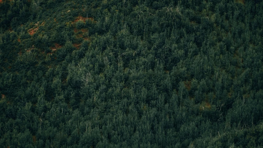 a forest with many trees seen from the air