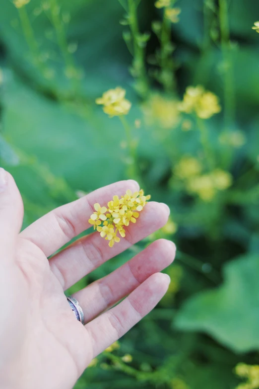 a hand is holding a small yellow flower in the grass