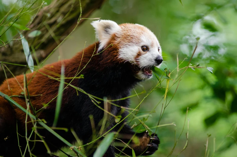 a red panda is eating leaves in the woods