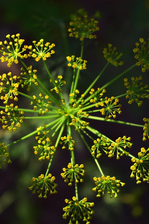 an up close s of yellow flowers