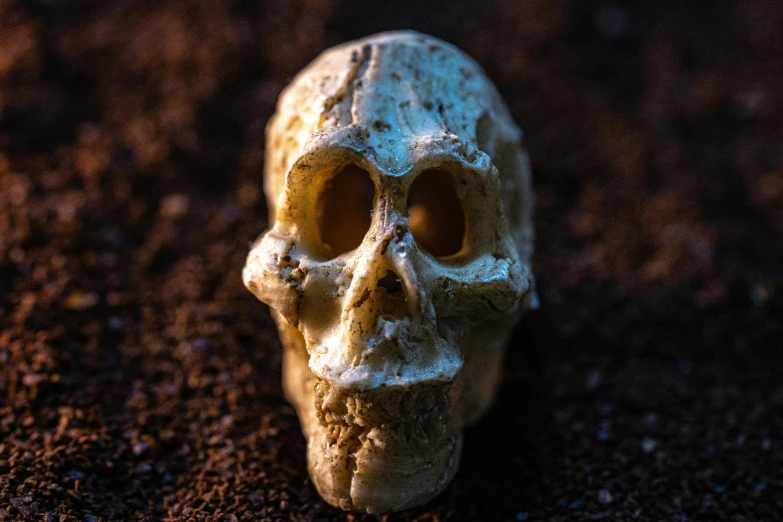 a picture of a skull laying on ground