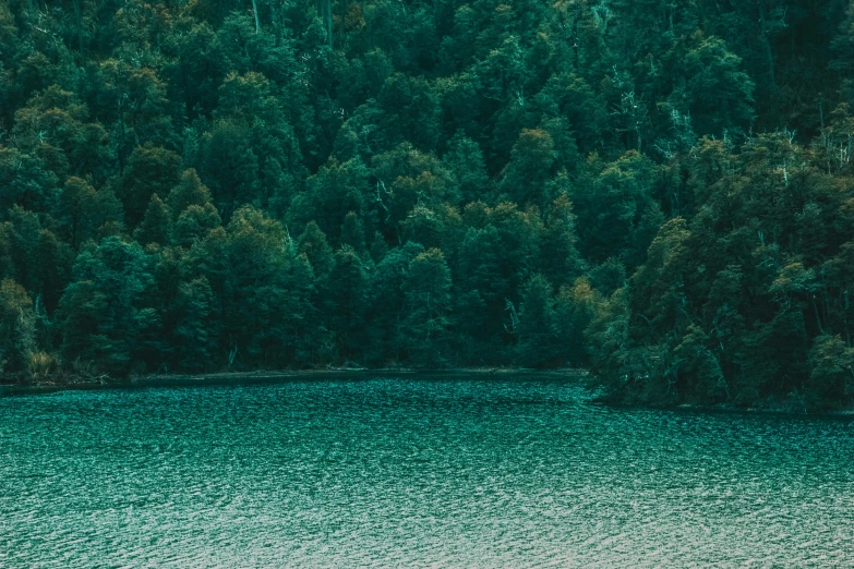 a large body of water surrounded by trees