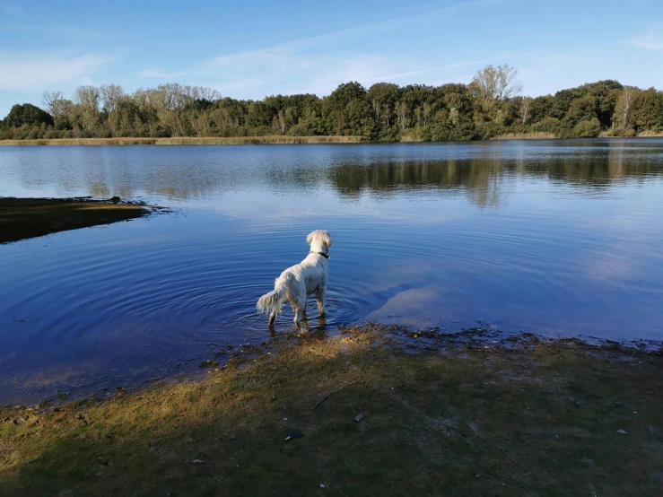 a white dog standing in the water with trees in the background