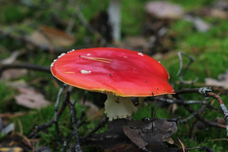 a red mushroom with black and white trim is standing on a field