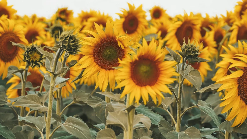 a field full of bright sunflowers are in bloom