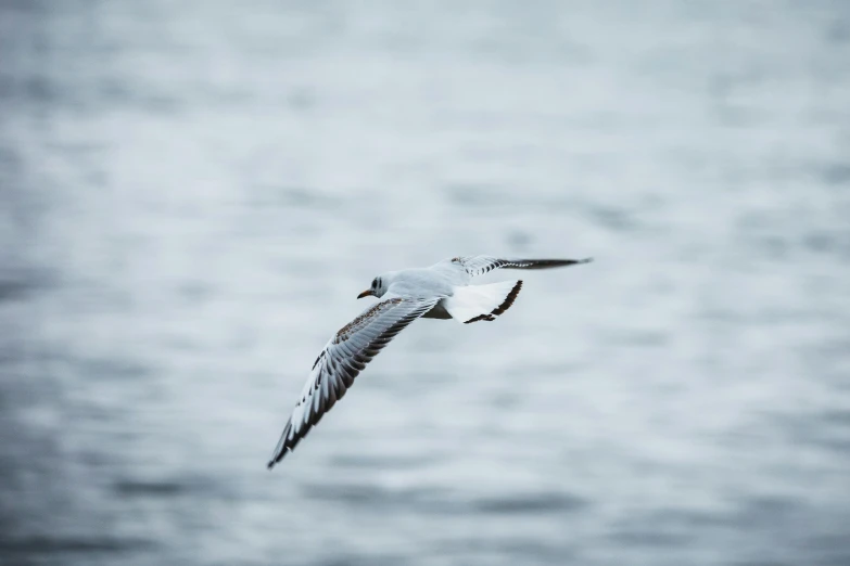 a bird flying above the ocean and looking up