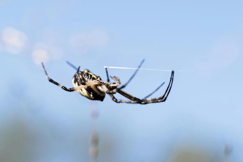 large brown spider sitting on its back in the air