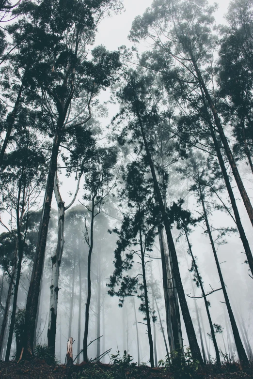 a bench sits in the middle of a foggy forest