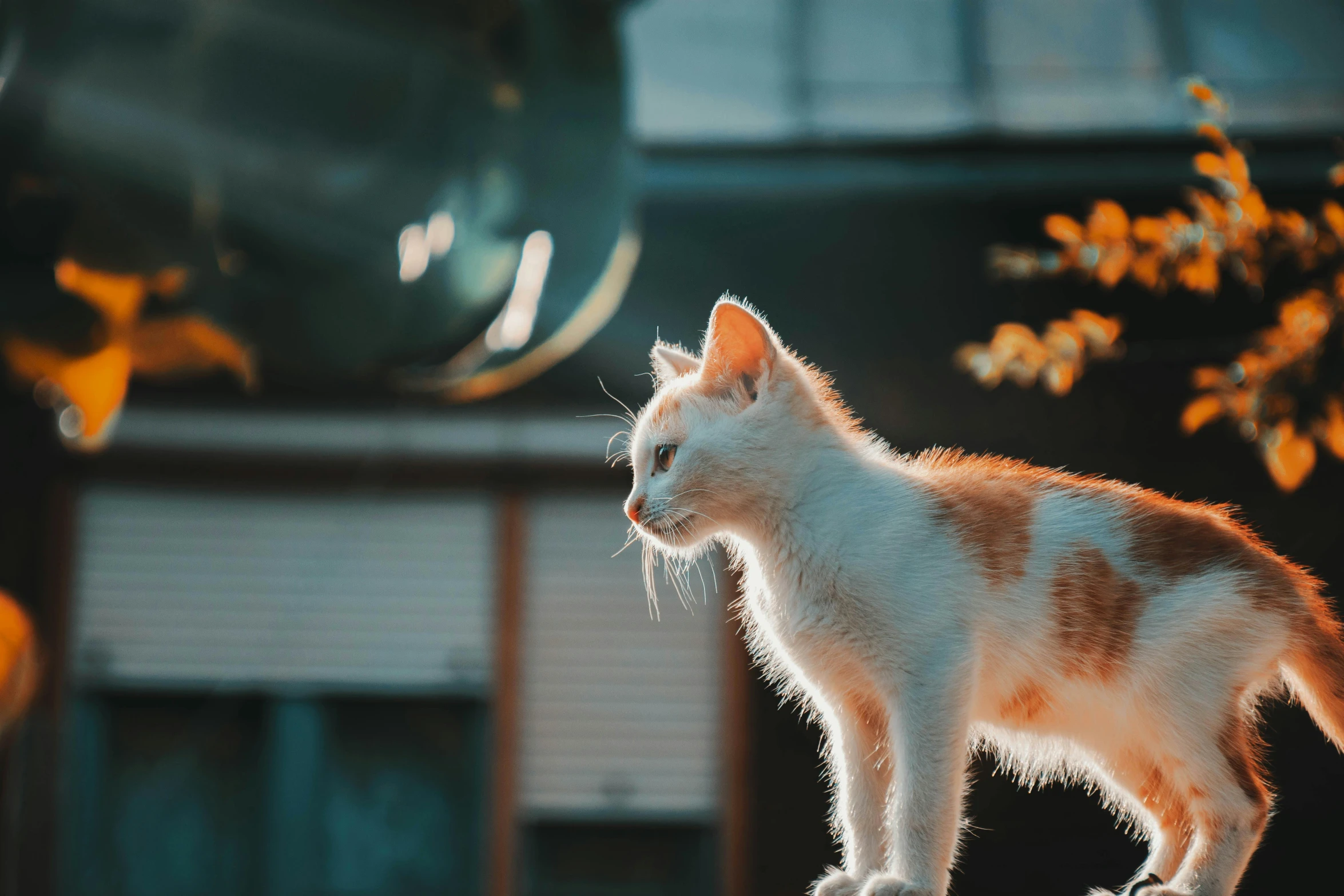 a cat standing on top of a wooden railing