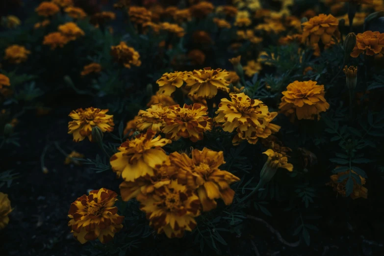 the orange flowers are blooming very brightly in the garden