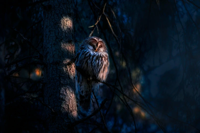 an owl sits on the limb of a tree as the light from its eyes shines onto it