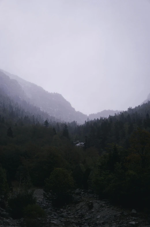 dark forest with a small house in the distance