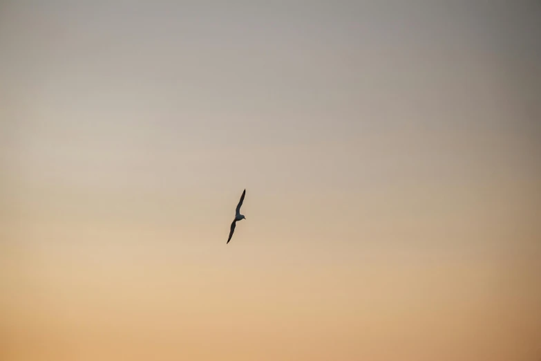 a bird flying at dusk over the ocean