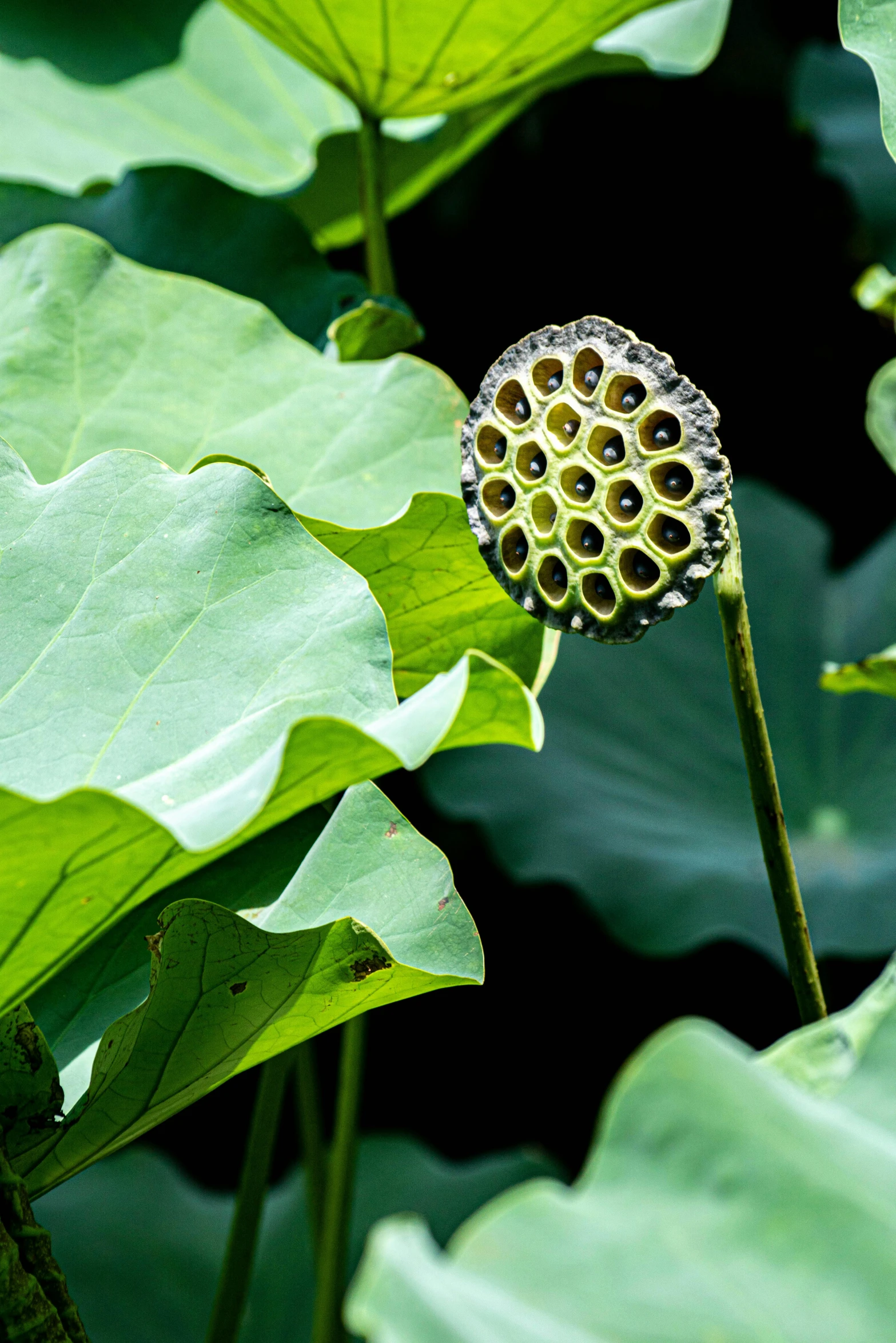 closeup of the top of a giant leaf