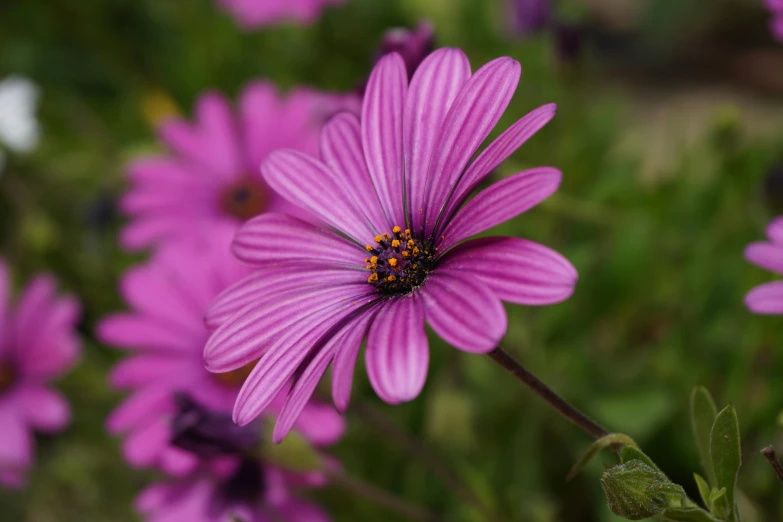 a pink flower with a bee in its center