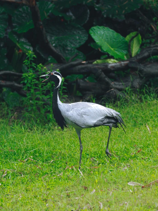 a bird standing on some grass near a bush