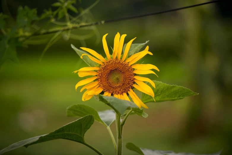 a sunflower sits outside on a cloudy day