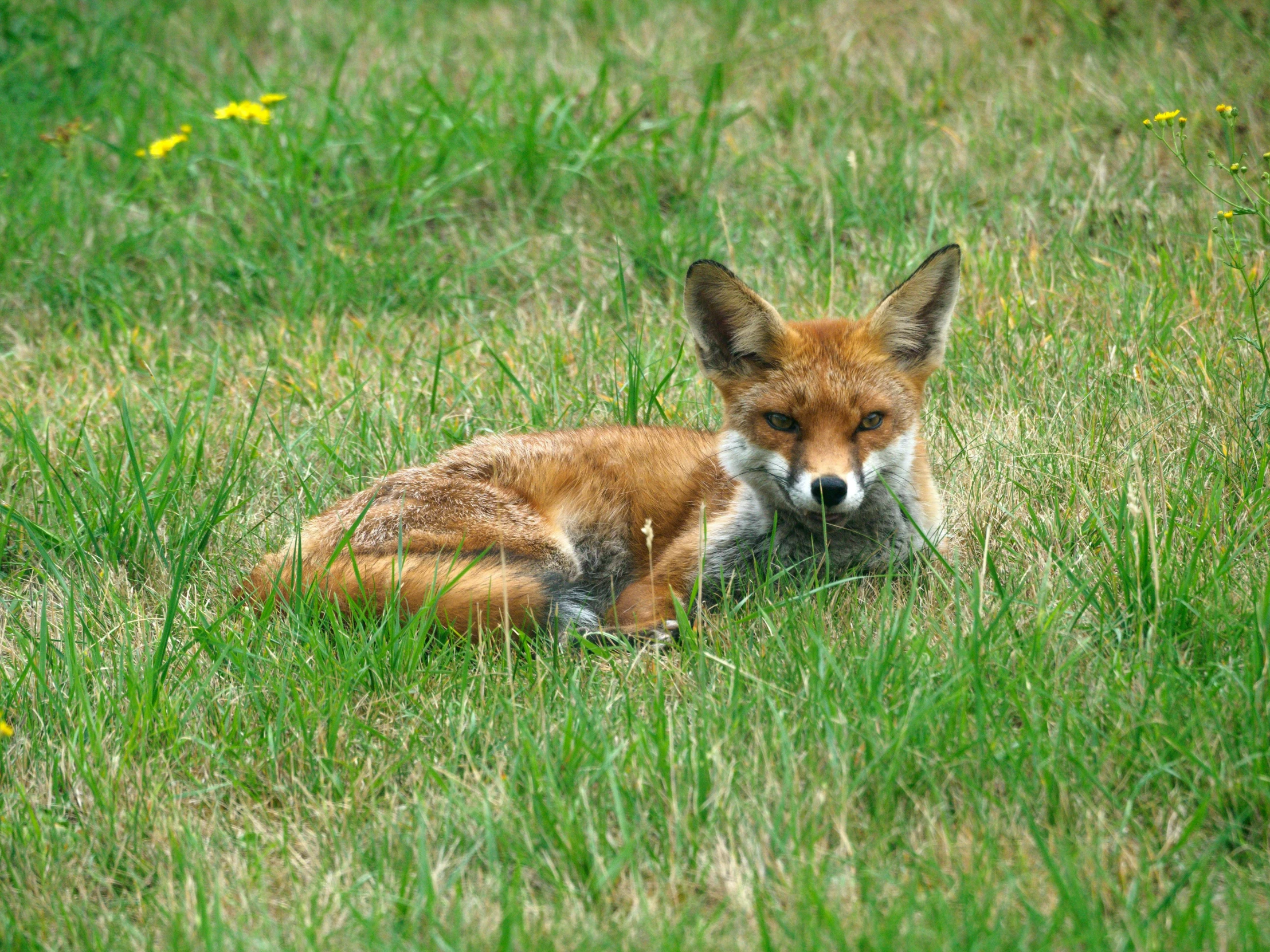 a young fox is sitting in a grassy area