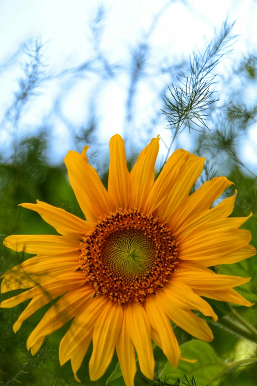 a yellow sunflower that is standing out in the sunlight