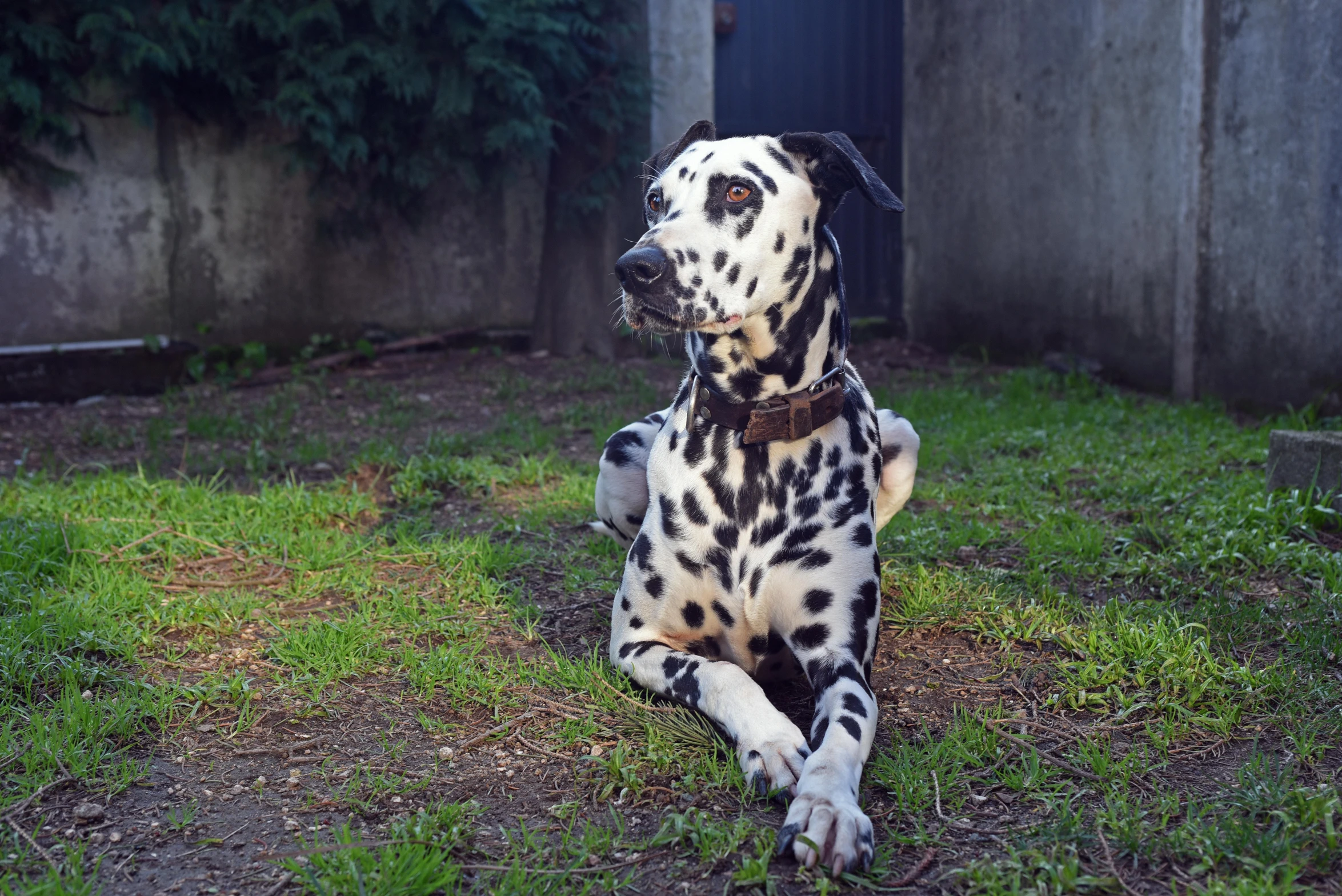 a dalmatian dog sits on some grass and is looking up