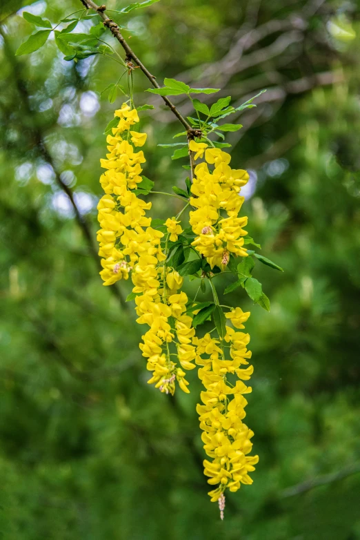 the yellow flowers are hanging from a tree