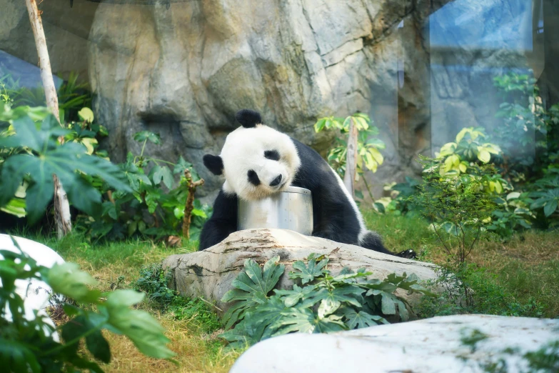 the large panda is sitting on a rock