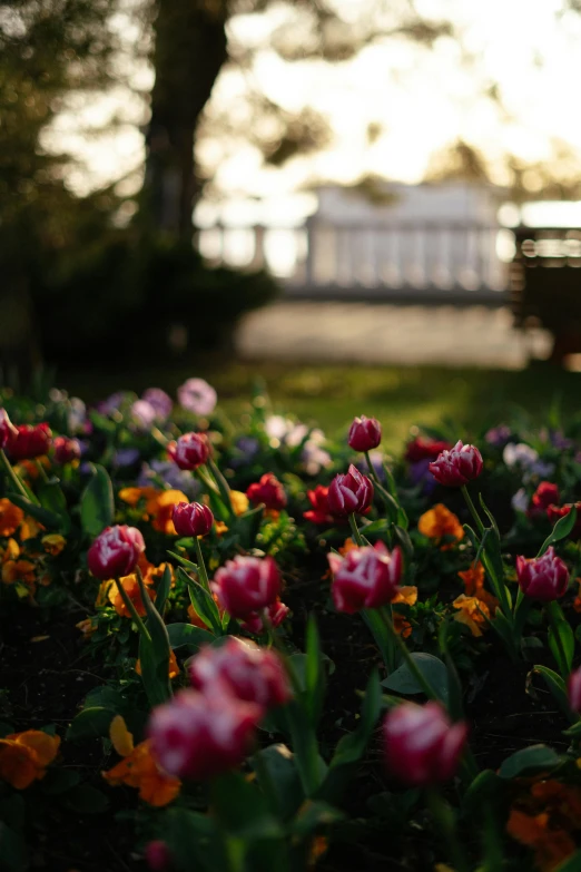 tulips in the foreground with a bench in the background