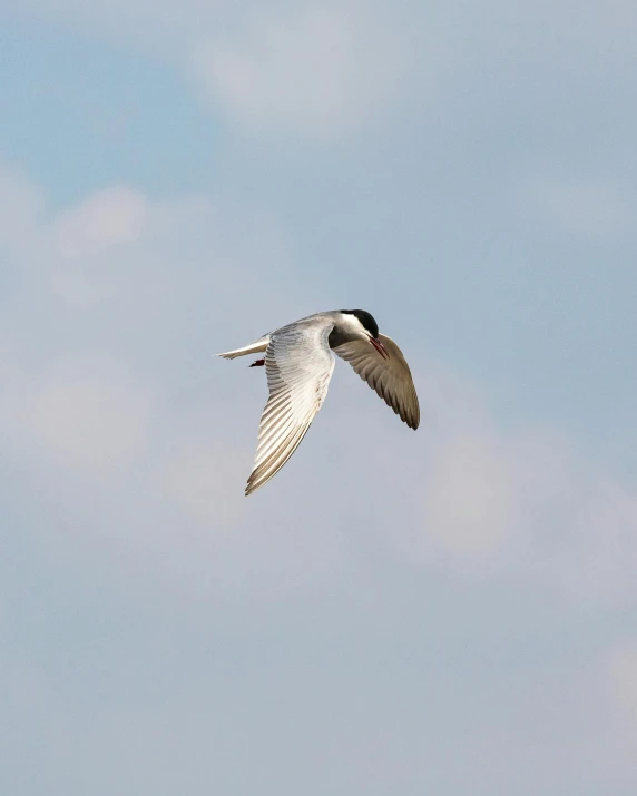 the bird is flying through the air on a sunny day