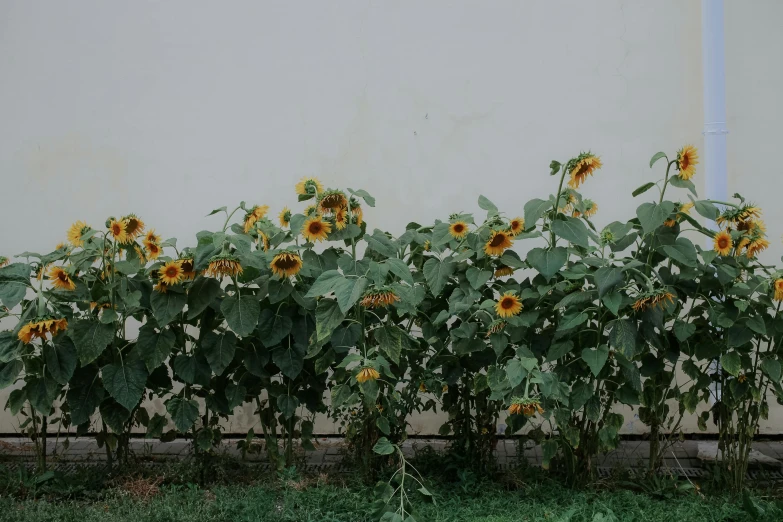 several tall sunflowers standing by a wall