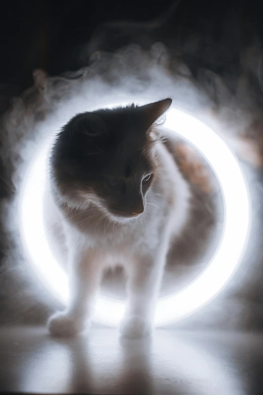 a gray and white cat with glowing lights