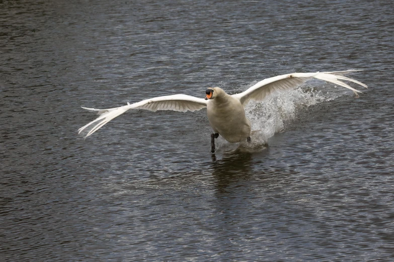 a large bird that is swimming in some water