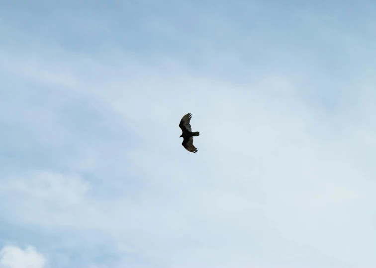 a bird flying high in the sky during the day