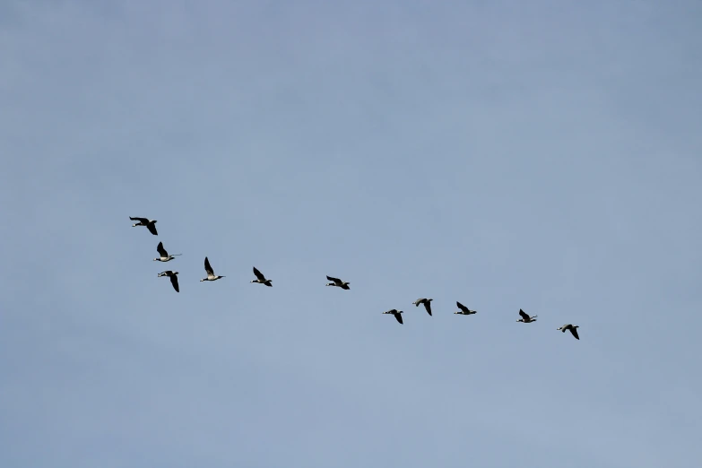 a flock of birds in flight high up in the sky