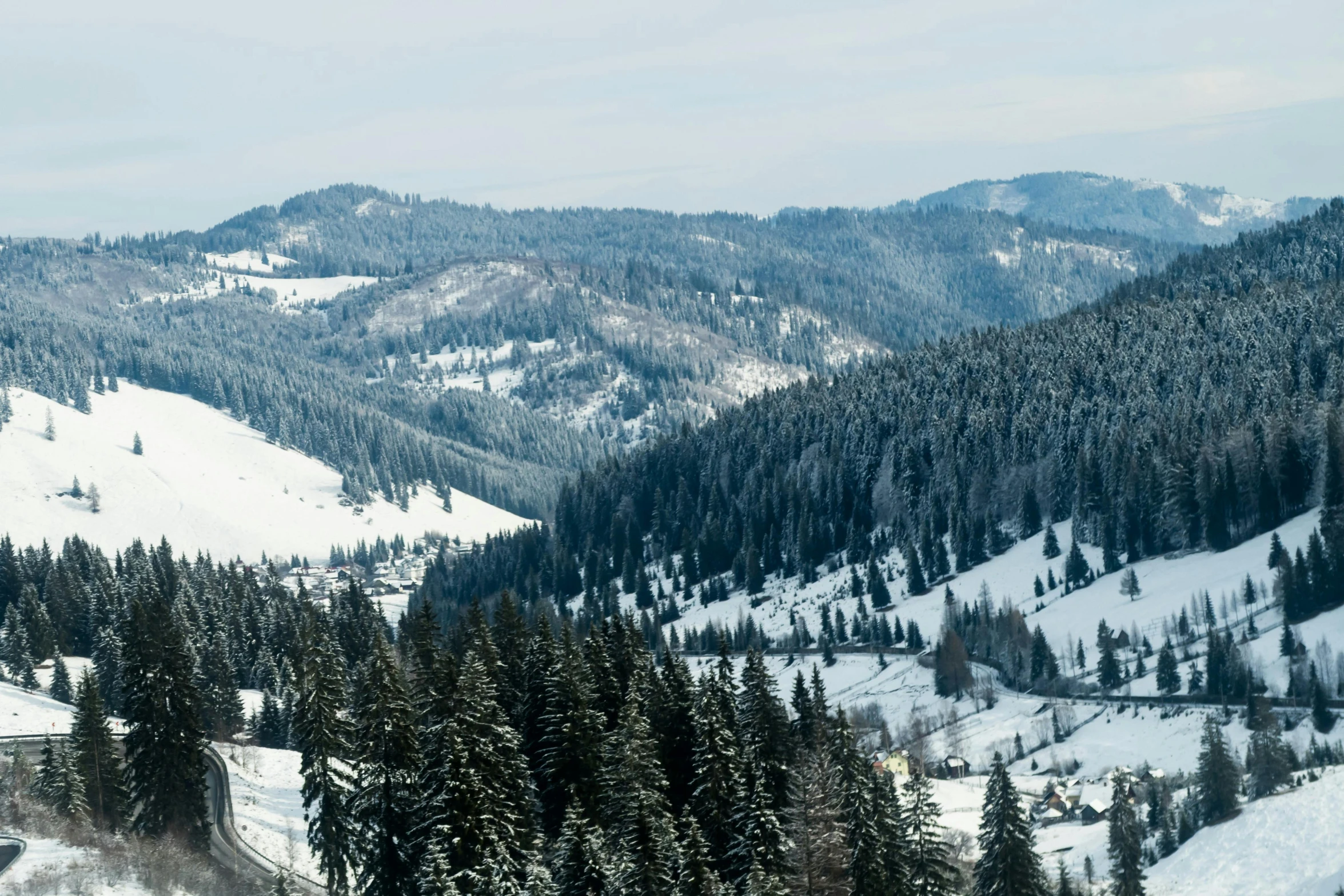 a bunch of pine trees and mountains with snow